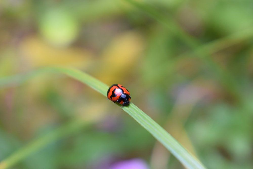 Lady bird