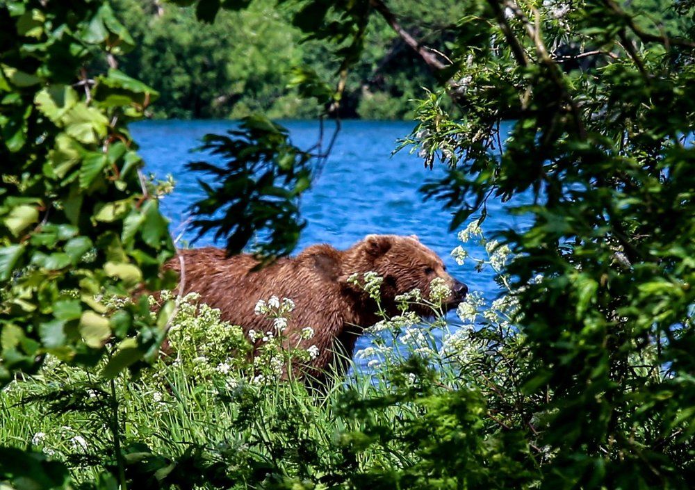 Миша нюхает цветы