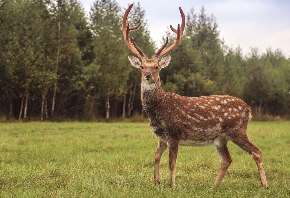 Пятнистый олень