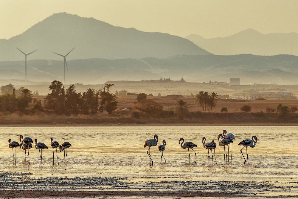 Фламинго на зимовке
