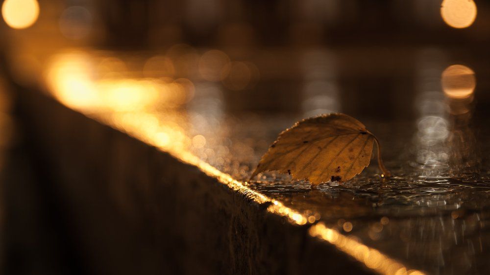 Последний дождь осени...