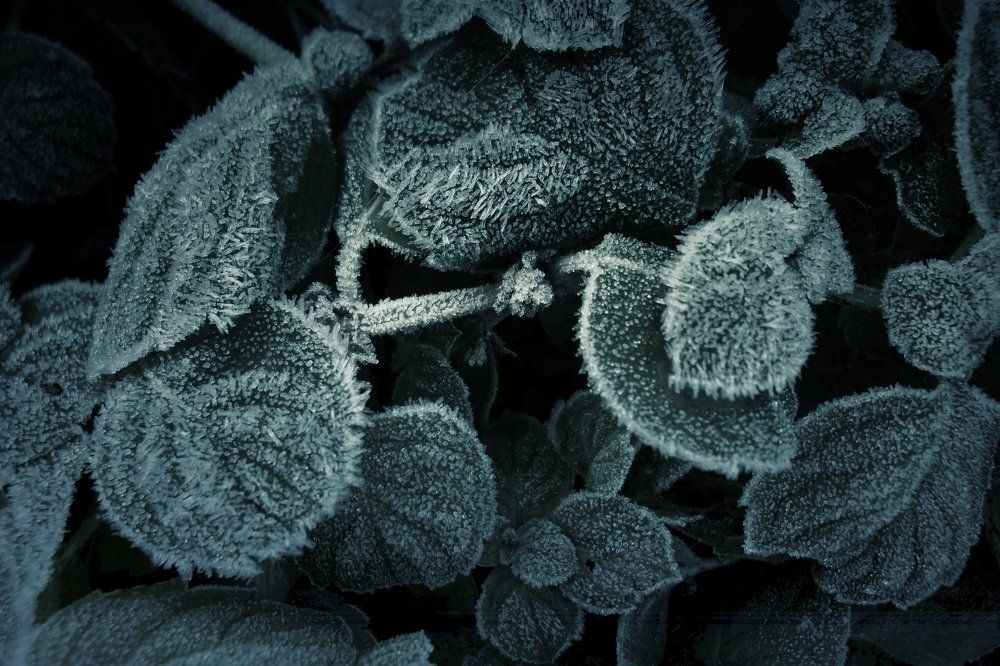 Морозная мята