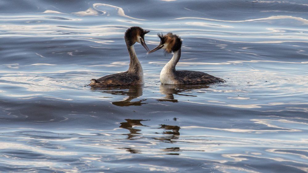 Чомги. Брачная церемония