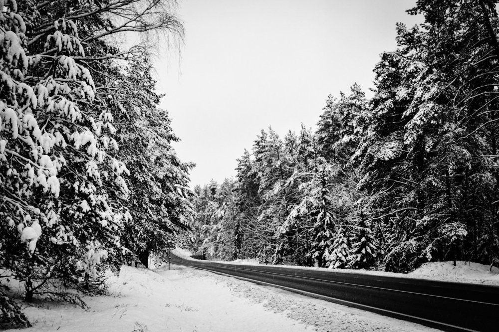 Road in the Forest