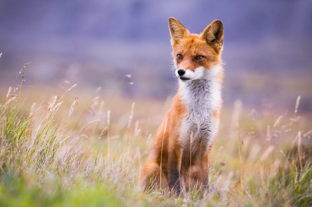 Шелест колосьев