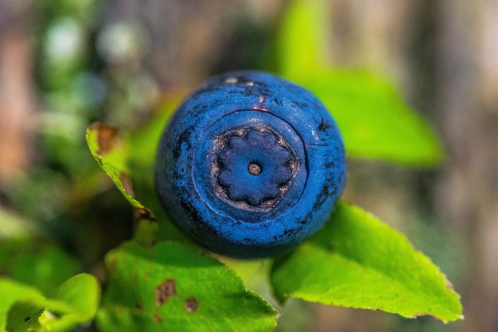 Наследственность