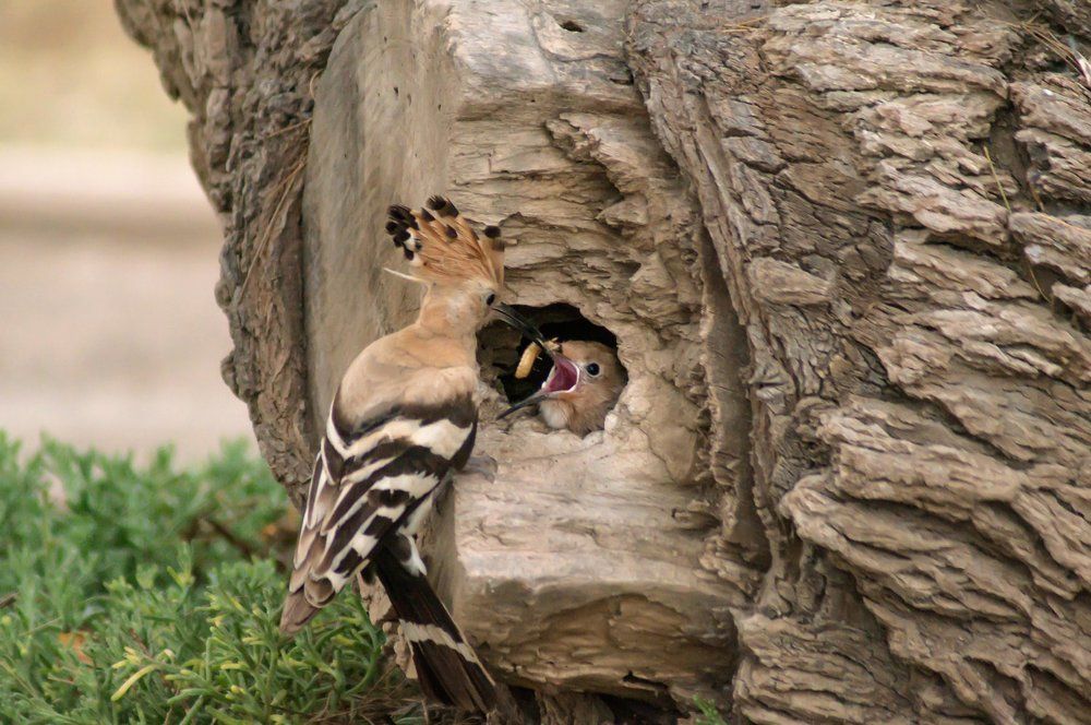 Кормление удода.