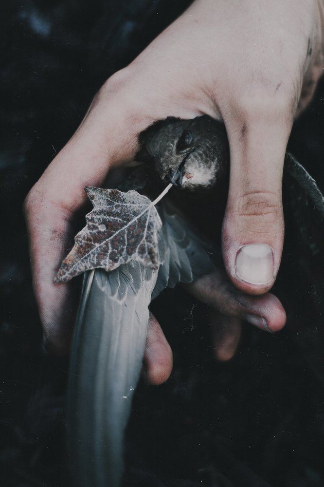 Посланник Осени