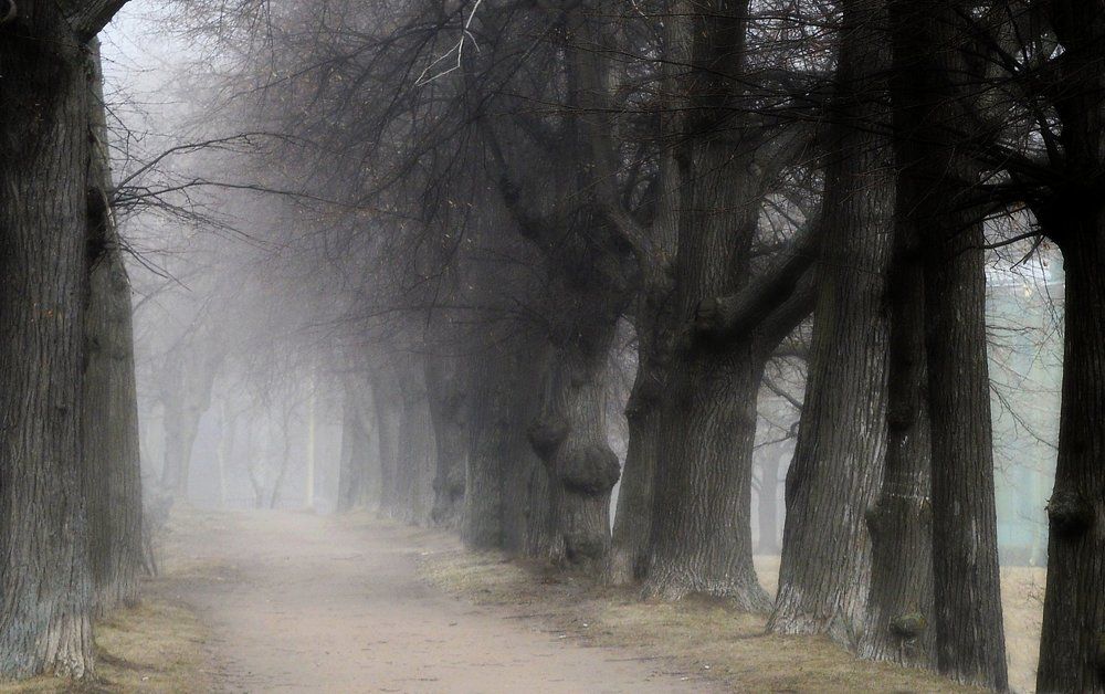 Старые липы....