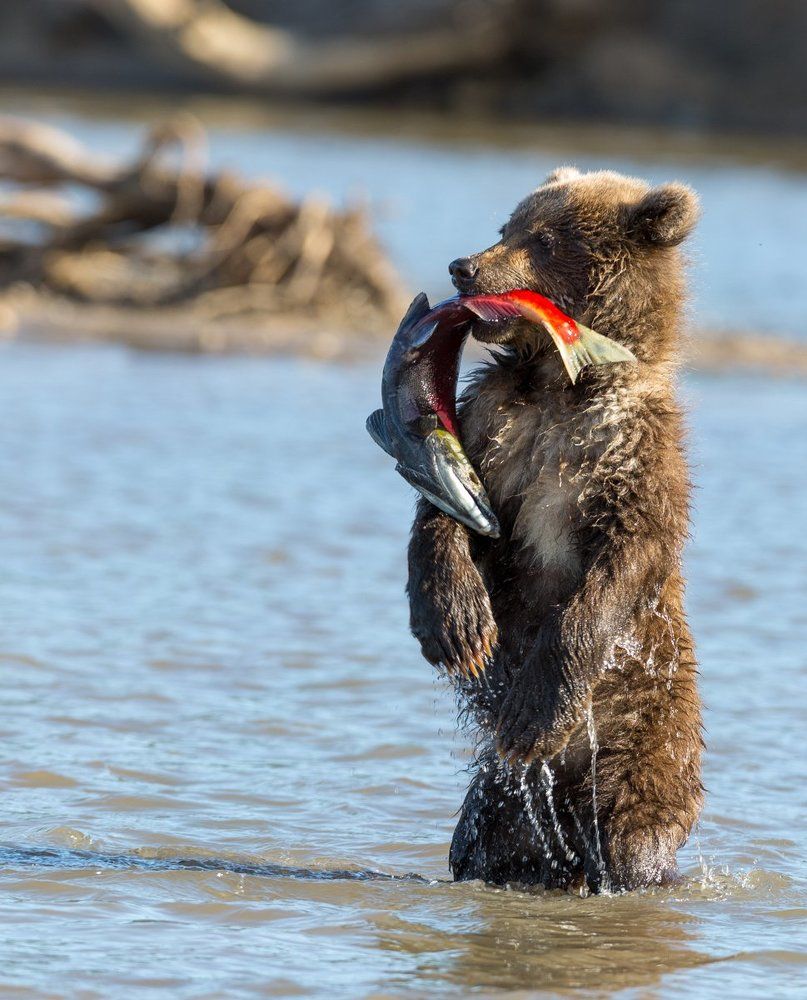 Моя первая рыбка