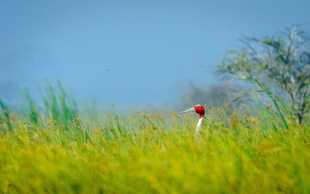 Sarus crane with beautiful landscape