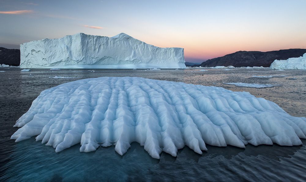 Большая Гренландская Медуза