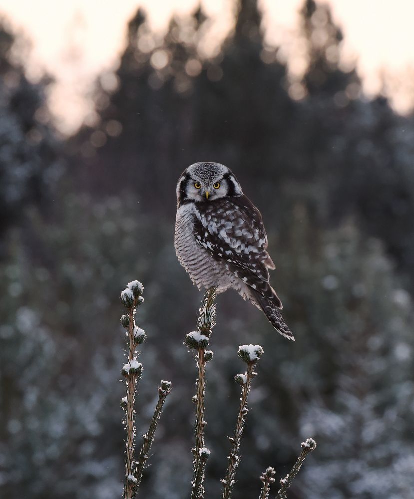 На закате морозного дня
