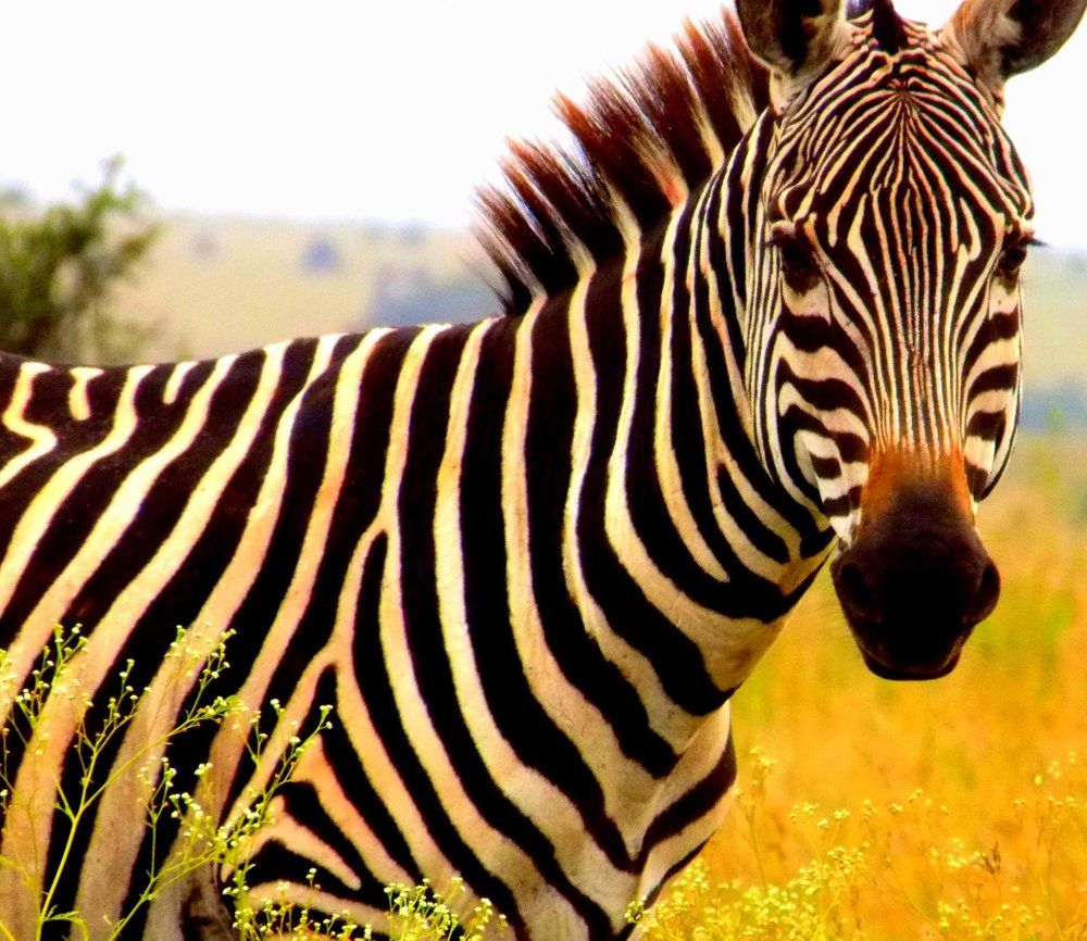 Zebra