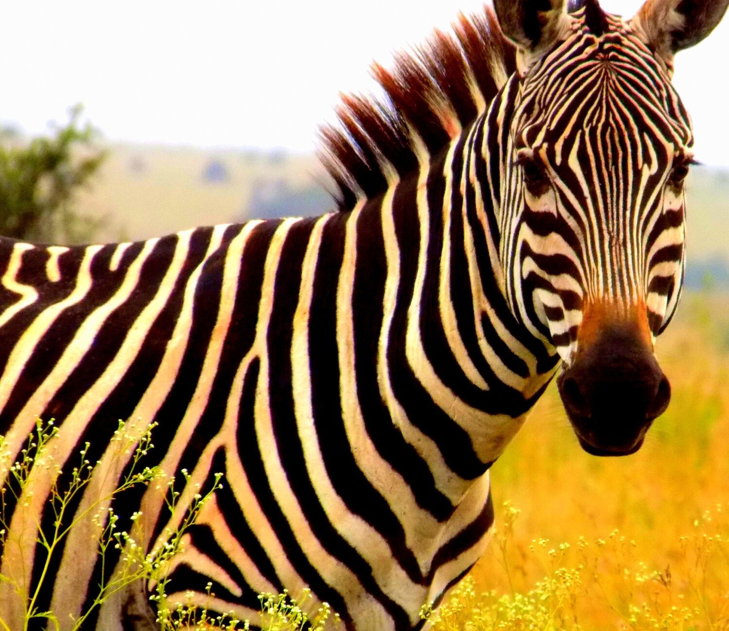 Zebra
