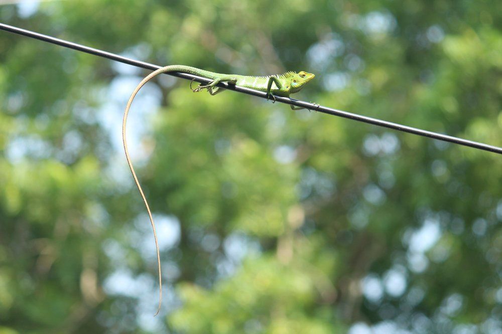 chamelion in a wire
