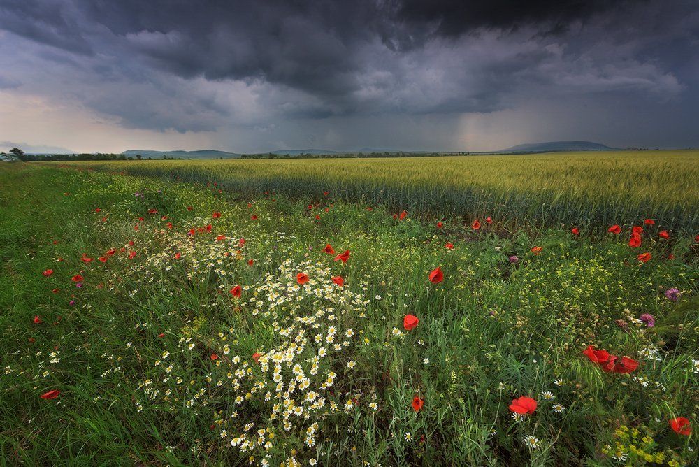 Перед дождем