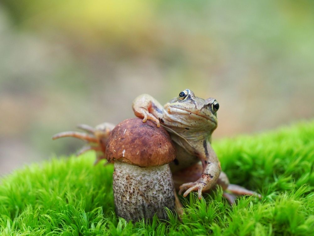 Запасливый лягушонок