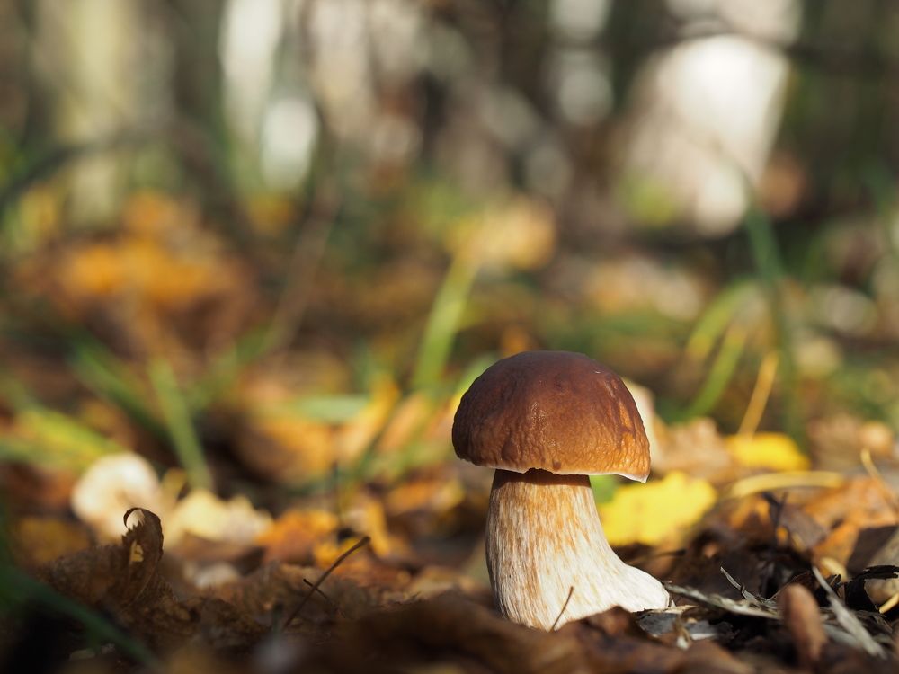 Лучик солнца