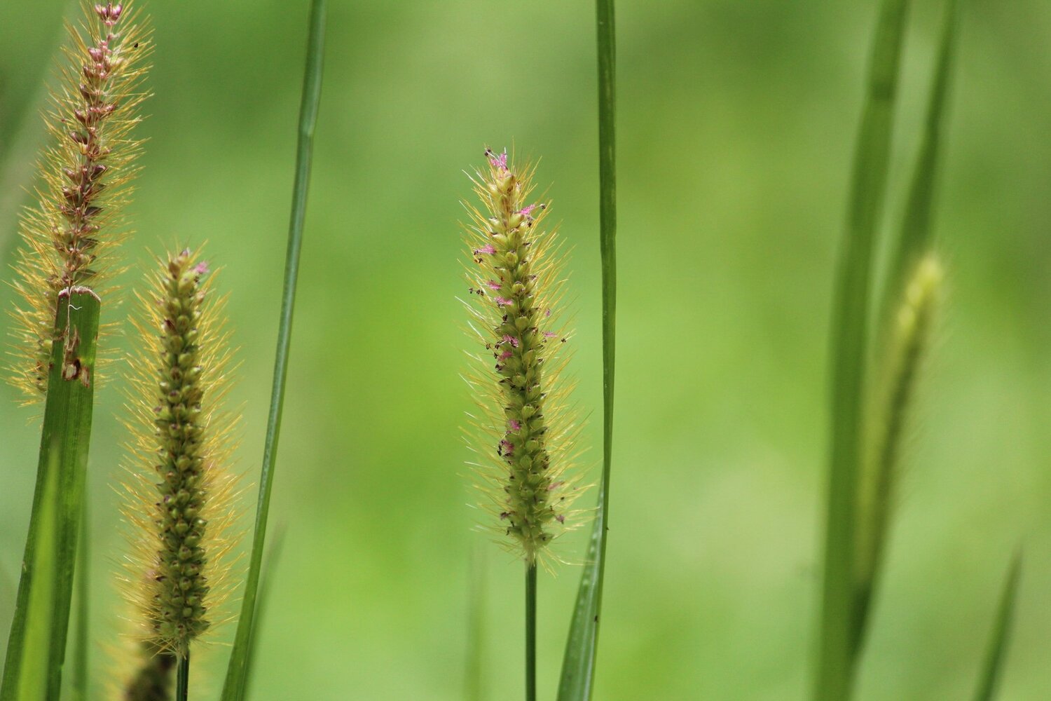 Green detail