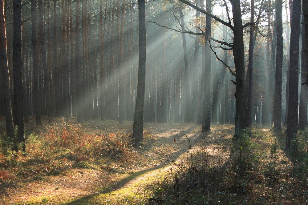 Халцедоновых сосен белое золото...