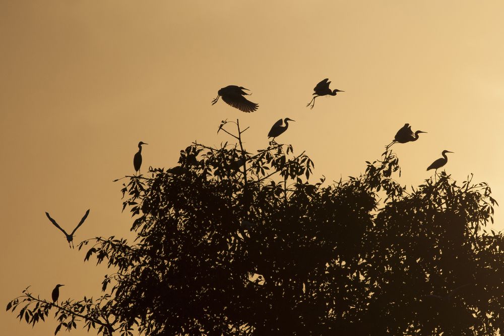 Going to Home. (Little Egrets)