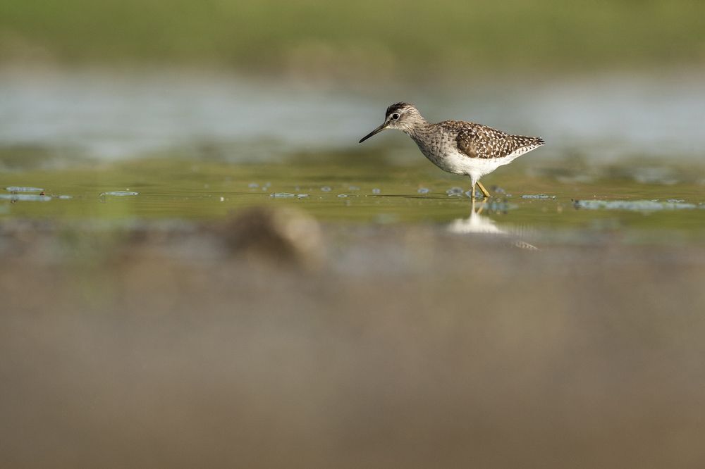 Wood Sandpiper.