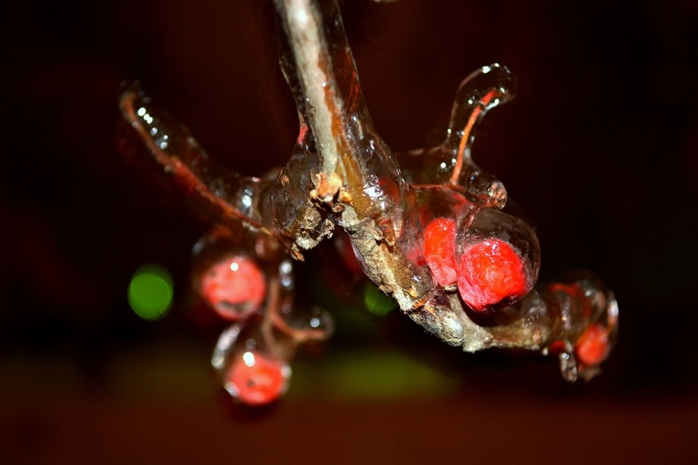 Рябина во льду