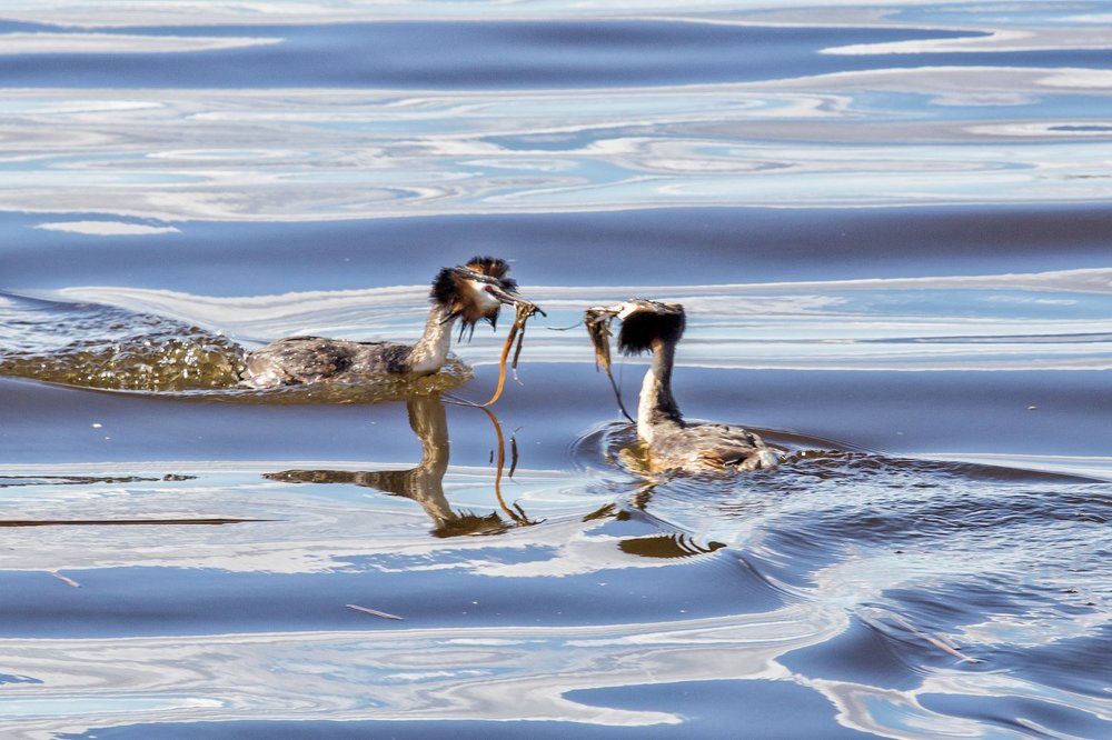 Чомги. Брачная церемония