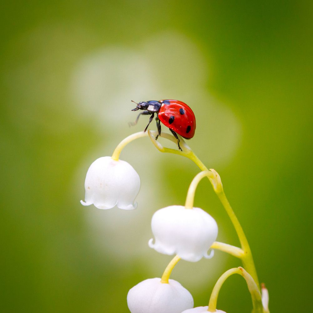 Достигая вершин