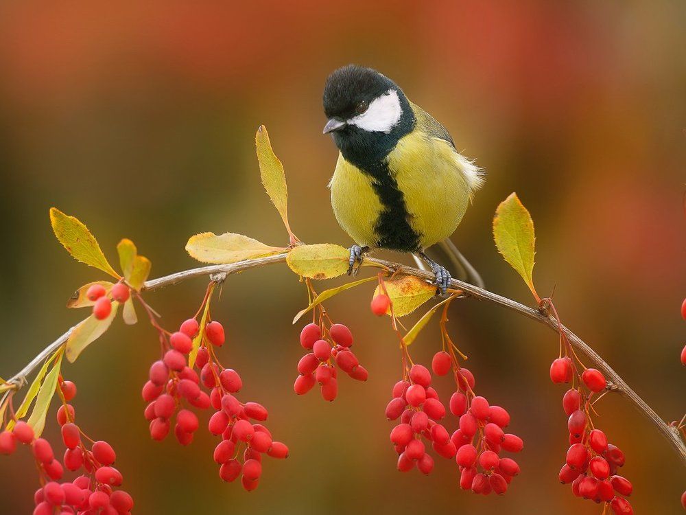 Синица на ветке барбариса