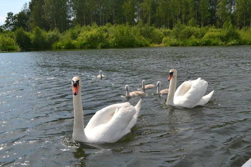 Лебеди