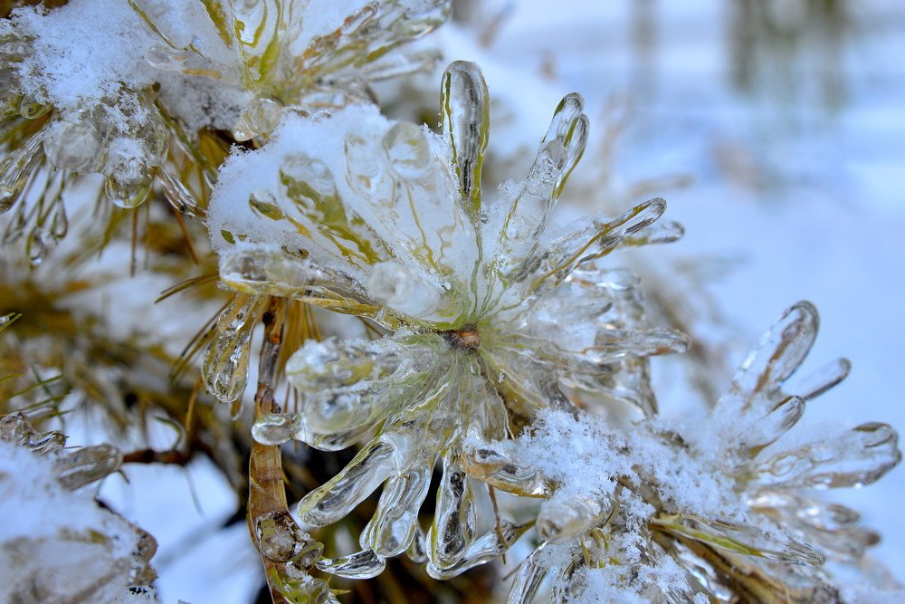 Капризы зимы