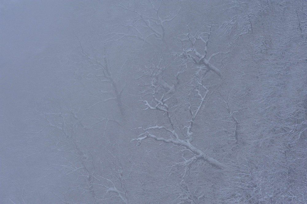 А дубы-колдуны что-то шепчут в тумане