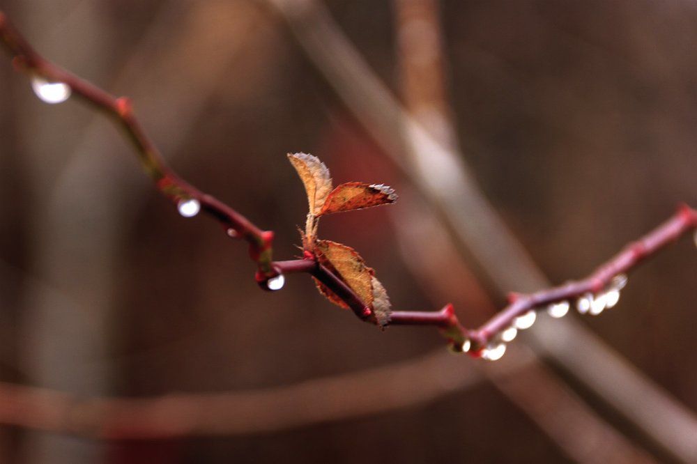 После дождя...