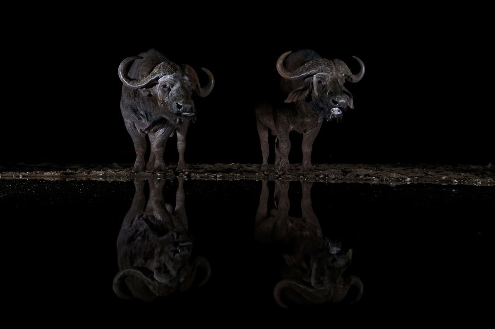 buffalos in the night
