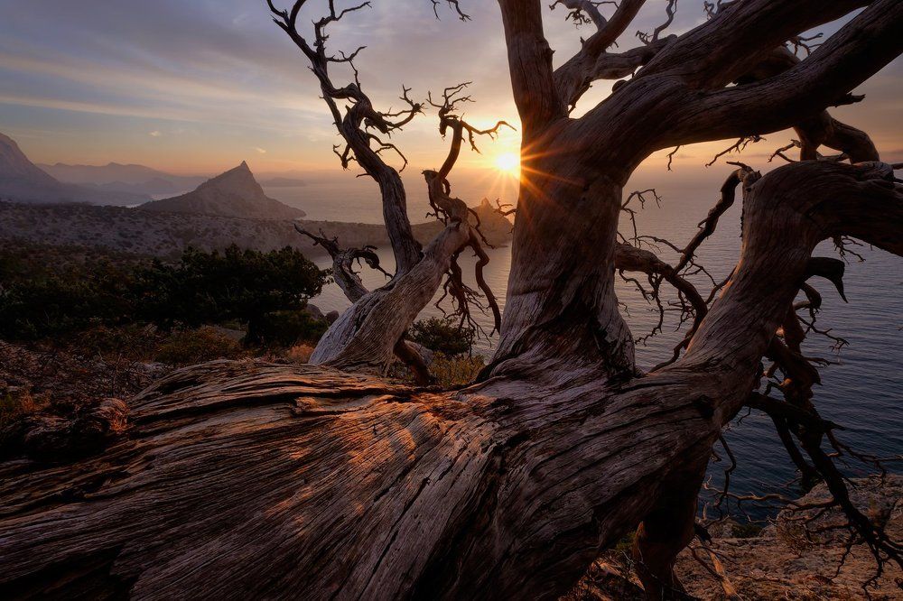 Спящий дракон