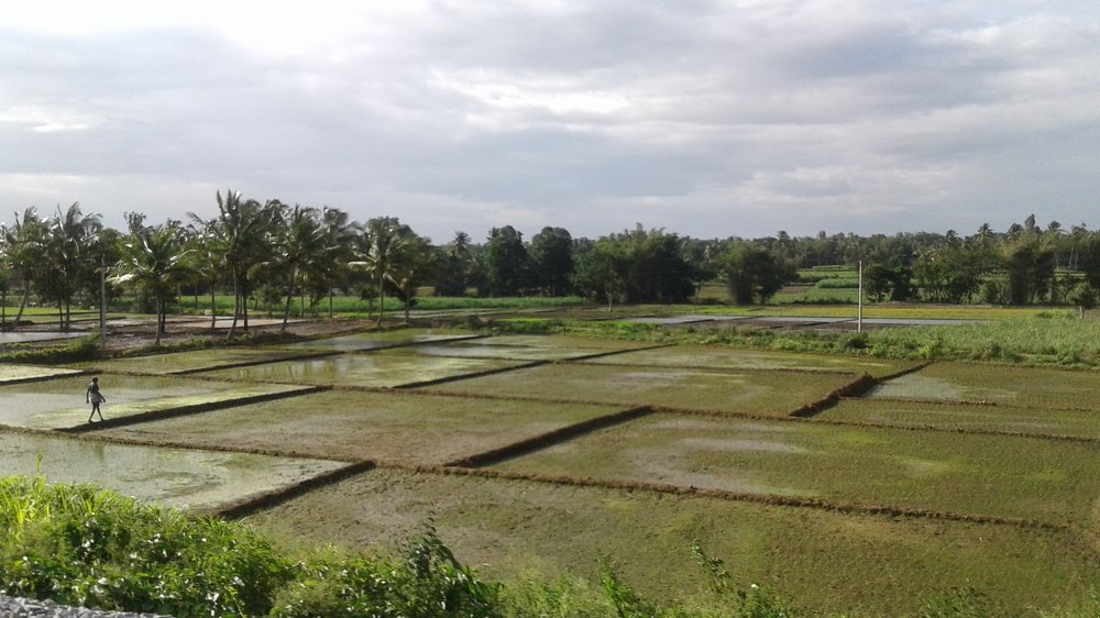 Artistic Paddy Field