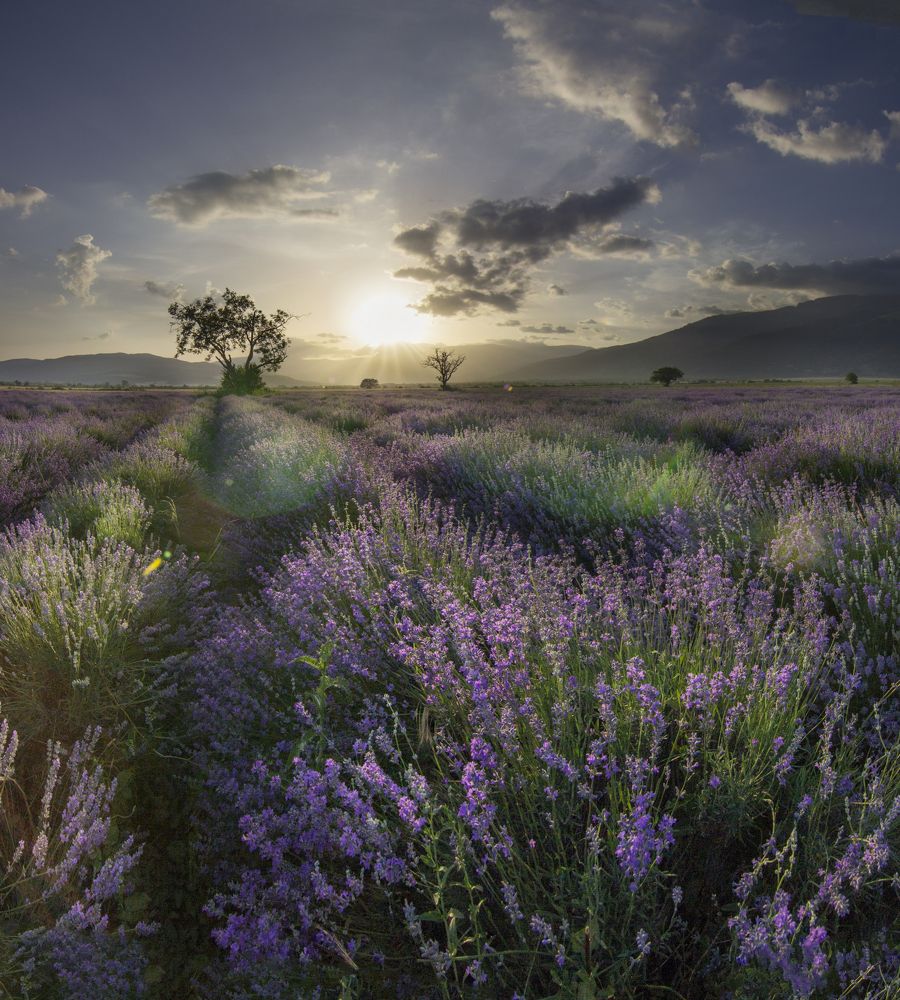 Sunset over the Lavender fields - Bulgaria