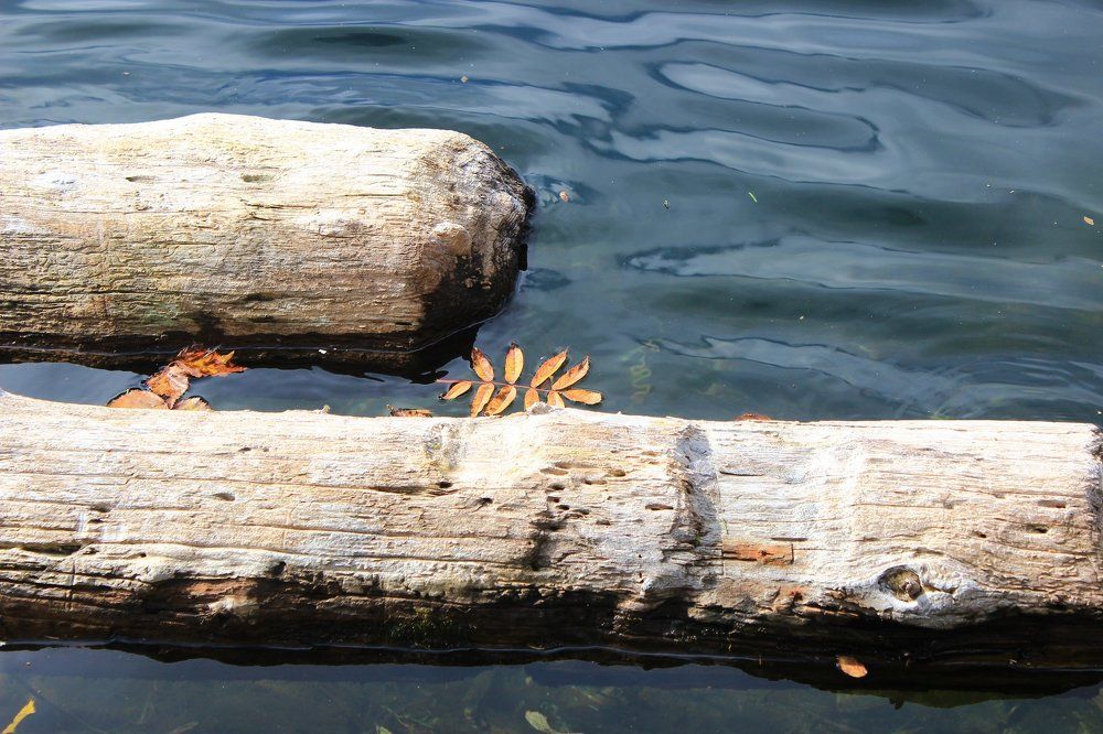 Осенний лист у плота