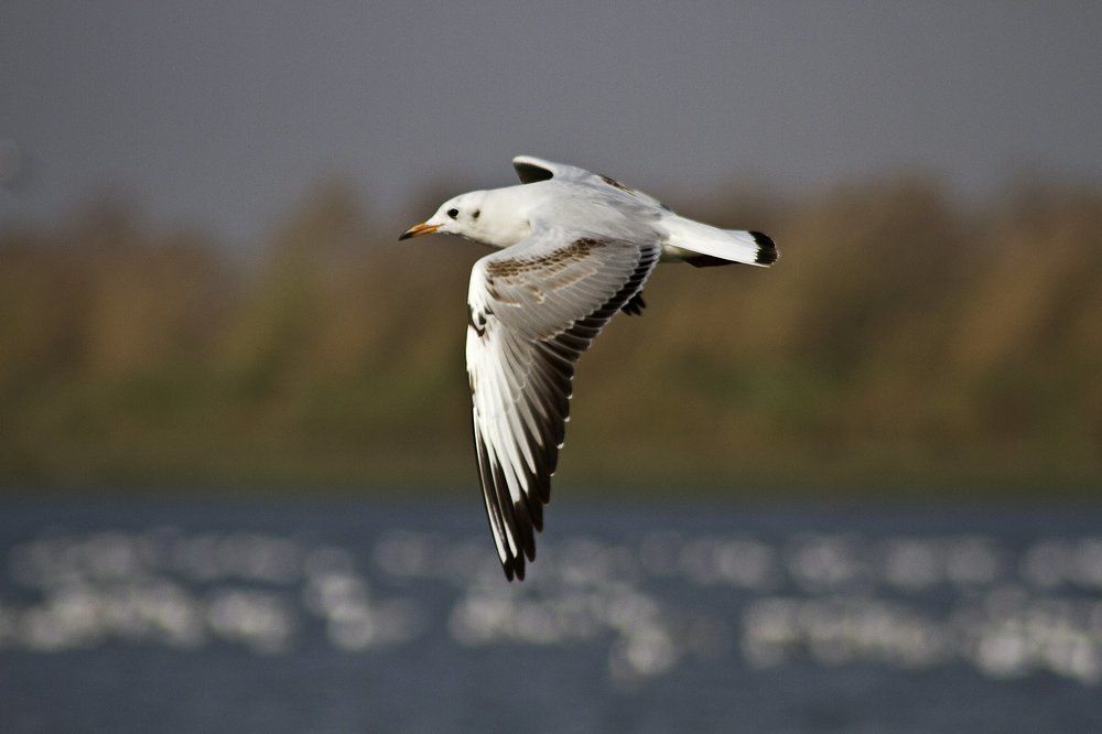 Brown headed gull