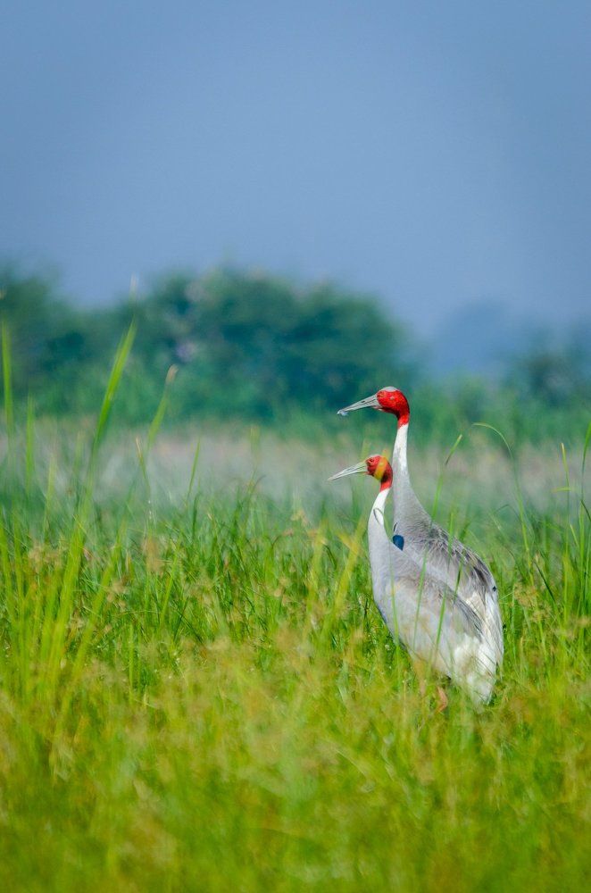 Sarus Crane Pair