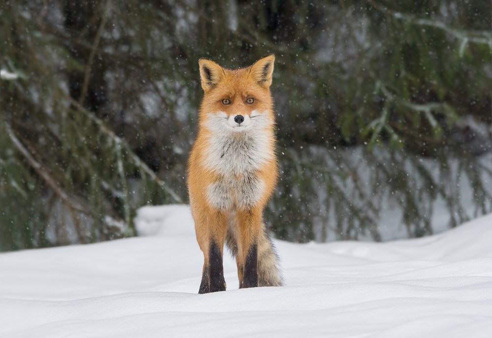 Патрикеевна.