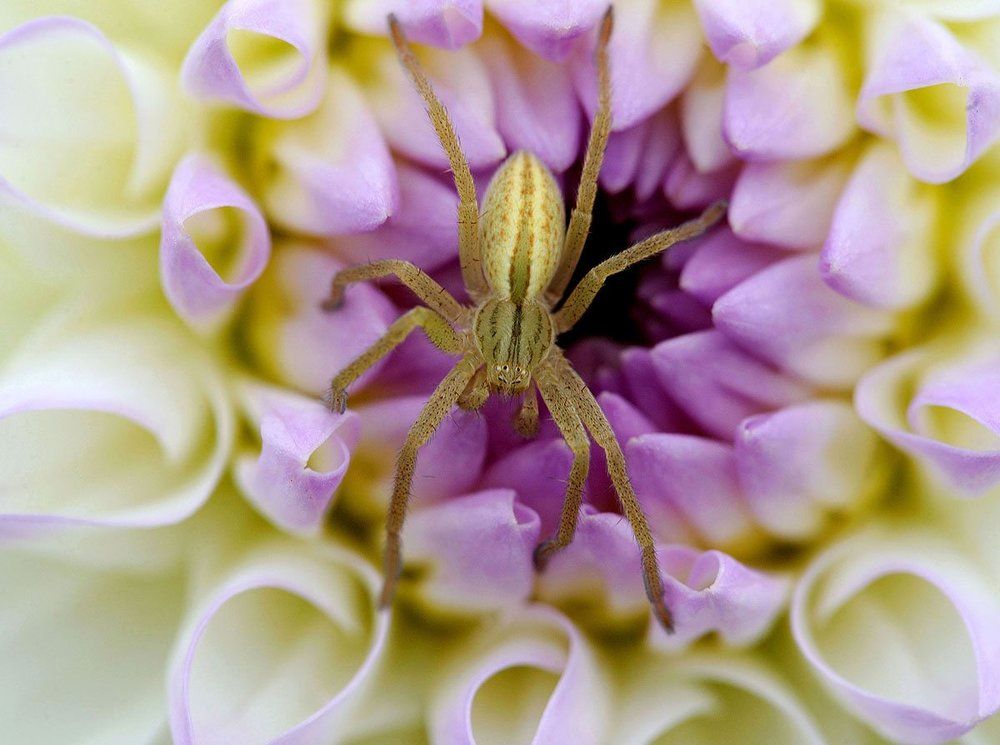 Хранитель сокровищ