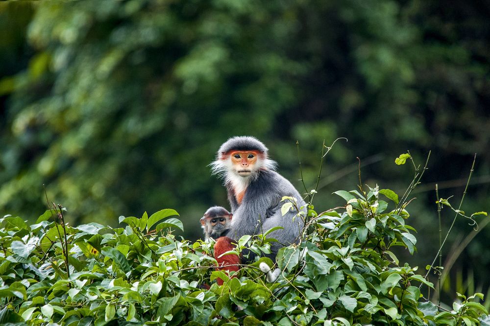 The queen of primates
