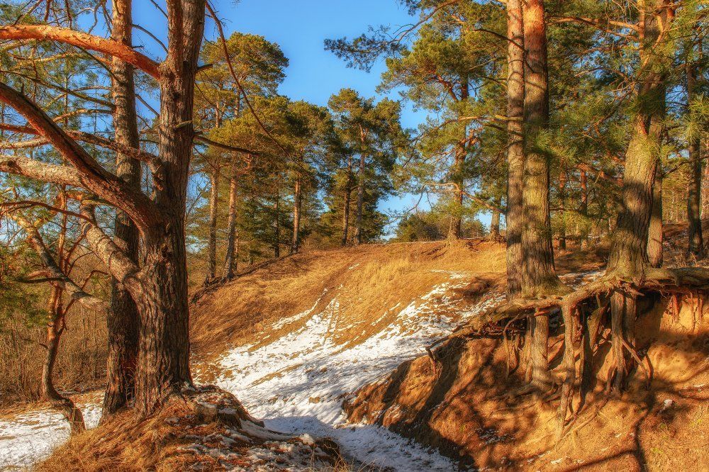 Карамельные сосны на закате дня