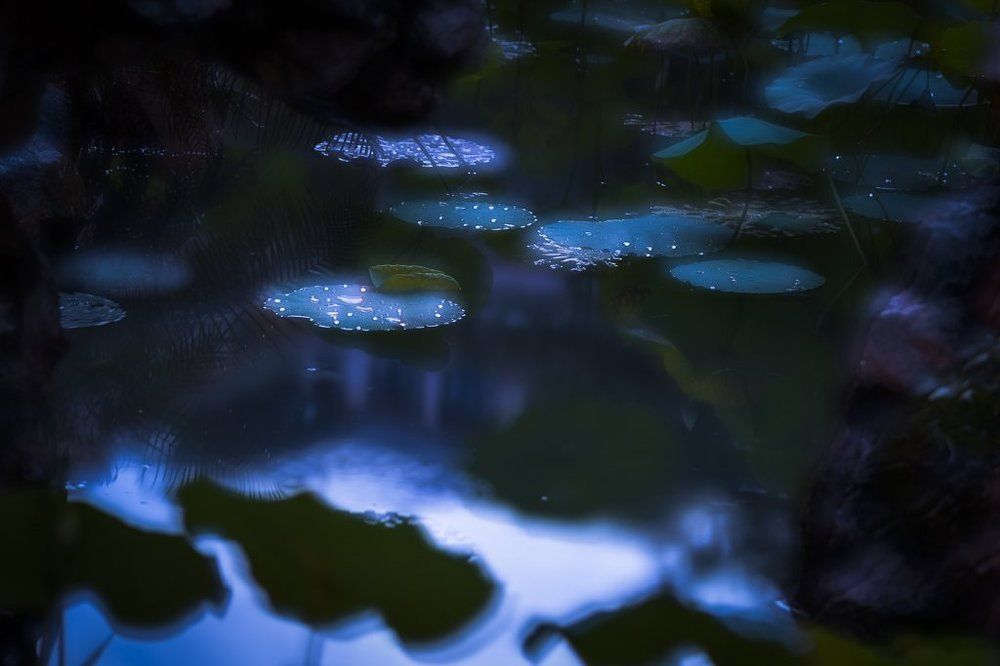 rainy night on a lotus pond