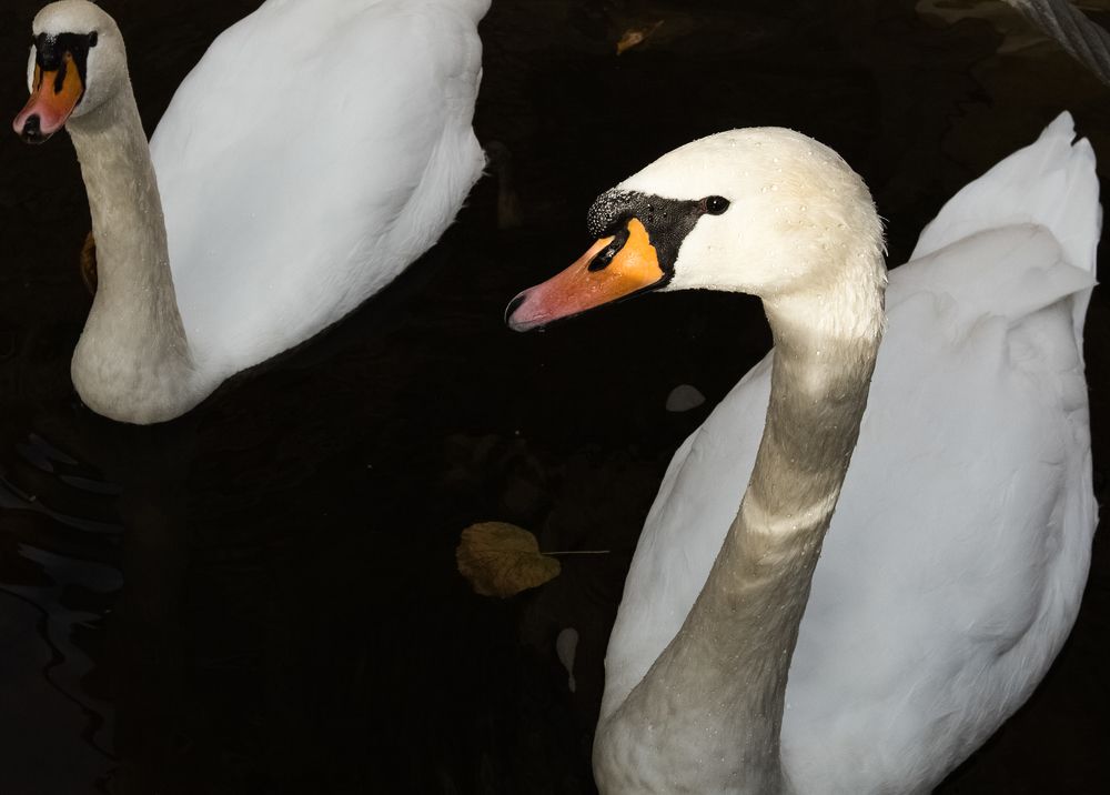 Заглянуть в их глаза