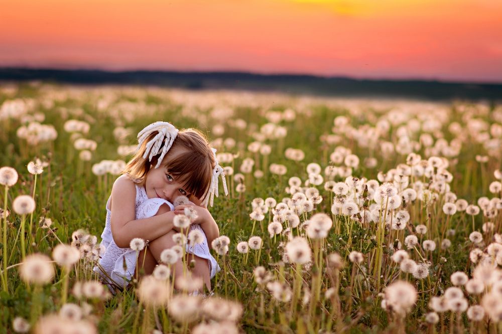 Одуванчики