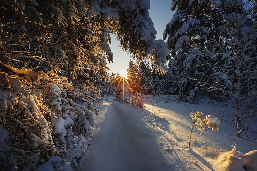 Здесь лапы у елей дрожат на весу..